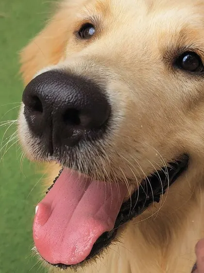 That happy tongue-out look from a gorgeous Golden Retriever. This is the universal sign of a content and well-exercised dog.