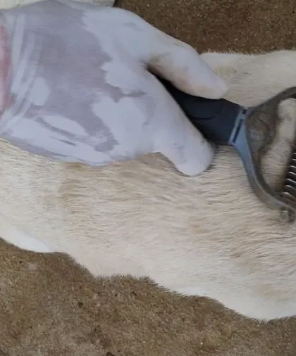 Another dog gets a thorough brushing. With so many residents, especially long-haired breeds, consistent grooming is a vital part of our operational care.