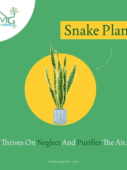 One of our top recommendations for beginners is the Snake Plant. It thrives on neglect, tolerates low light, and is one of the best plants for purifying indoor air.