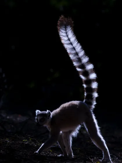 A ring-tailed lemur caught in dramatic rim light in Madagascar's spiny forest. I always tell my groups that "backlight is the best light," and this image is a perfect example of how to use it to create a powerful, artistic silhouette that emphasizes form and texture.