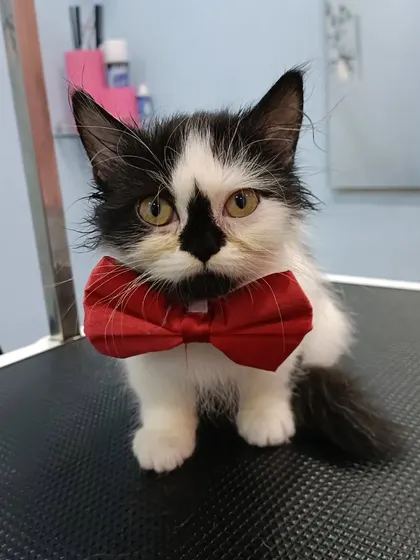 Such an expressive face. Grooming kittens early helps them get used to the process for life.