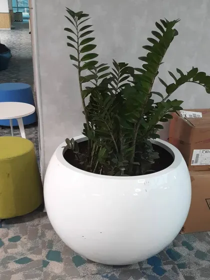 A large ZZ plant in a round white planter, an excellent choice for a statement piece in areas with lower light conditions.