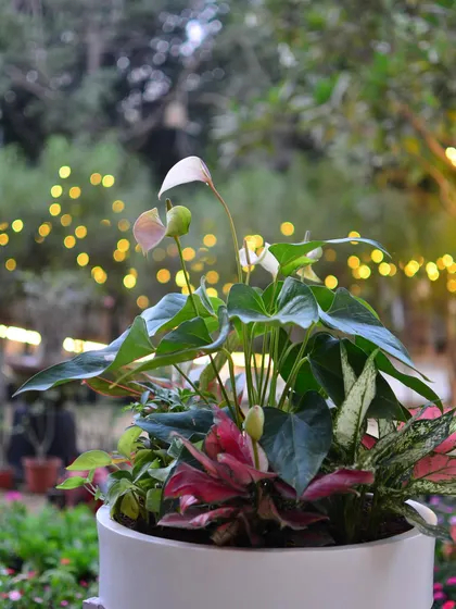 A close-up of the elegant pink and white blooms of the Anthurium, set against a backdrop of twinkling garden lights.