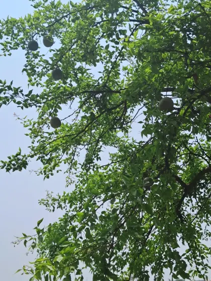 A wide shot of the Belpatra tree, showing its beautiful leaves and the fruits scattered among them.