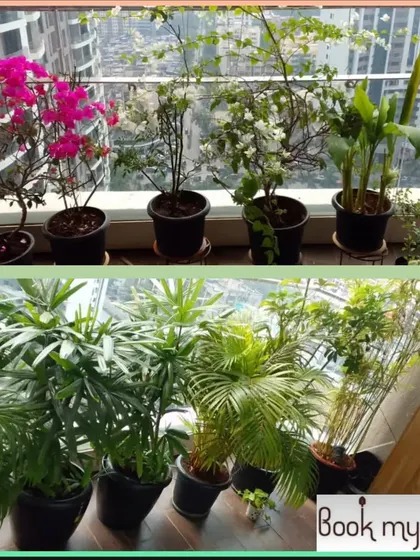 Another look at a happy client's balcony in Andheri after our mali service. We arranged a variety of flowering and foliage plants to create a vibrant and thriving high-rise garden.
