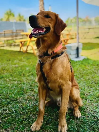 A proud-looking golden retriever posing handsomely for his portrait at the camp.