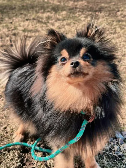 Even the little guys can be great pack walkers! This adorable Pomeranian joined us for a hike at Turkey Mountain, proving that structured walks are great for dogs of all sizes.
