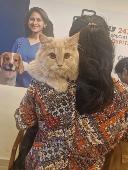 Our Meow Fest in Hyderabad & Bengaluru was a purr-fect success. This photo captures a beautiful Persian cat enjoying the event, surrounded by fellow feline friends and their loving parents.