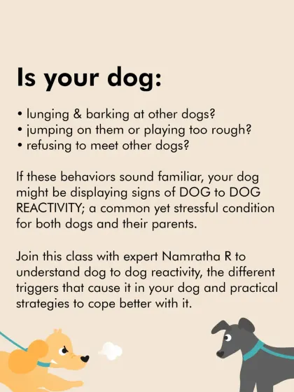 Dog-to-dog reactivity can be stressful. This graphic explains what reactivity is and how our live class with an expert behaviorist can provide you with practical strategies to manage lunging, barking, and other challenging behaviors.
