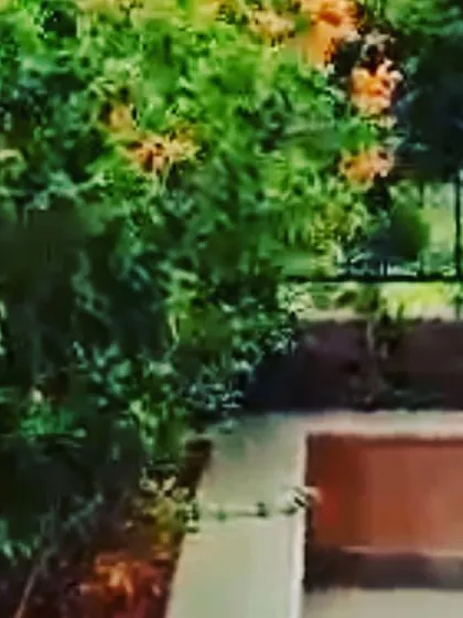 The view from a terrace in a residential complex we maintain. The flowering shrubs are kept healthy and neatly pruned to enhance the beauty of the property.