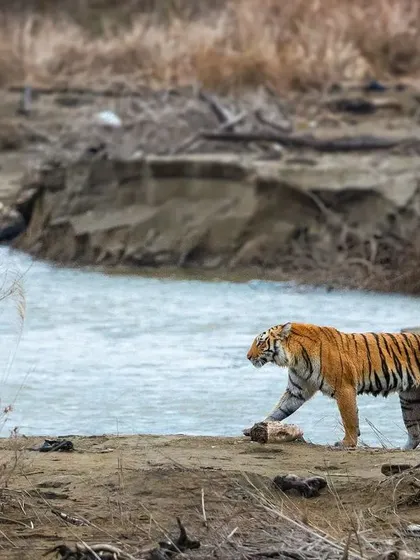 The hunt was a success. The tigress now walks with her kill, a hard-earned meal from the river, showcasing the raw cycle of life in the wild.