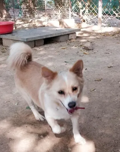 Meet Maxi, our friendly little cutie of the week! He loves being around people and is always up for a cuddle.
