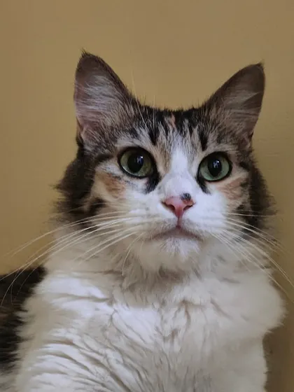 The beautiful Laila looking up with her stunning green eyes. She is a long-haired beauty with such a gentle soul.