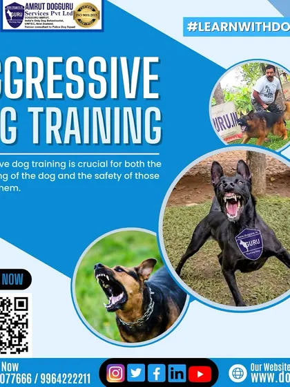 Aggressive dog training is crucial for the well-being of the dog and the safety of everyone around them. My methods help dogs develop better social skills and behaviors.