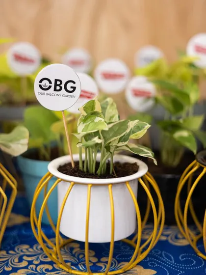 Gift a plant! Our small, stylish planters, like this white pot with a gold wire stand, make for perfect eco-friendly gifts for any occasion.