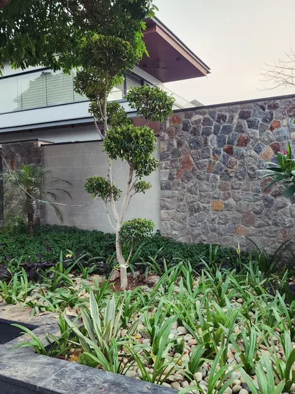 We blend natural stone walls with softscaping elements like topiaries and groundcover plants to create a design that is both modern and rooted in nature.
