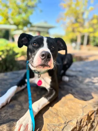 Please consider giving Bart a home. He's a wonderful dog who just needs a chance.