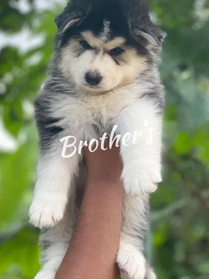 A classic "Big Boy" pose. This woolly coat Husky puppy is held up to show his impressive size and fluff.