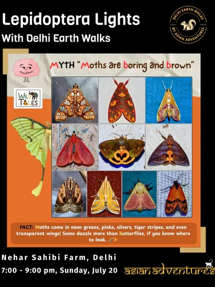 A myth-busting poster for our "Lepidoptera Lights" moth night. We showcase the incredible and unexpected diversity of moths, from neon greens to tiger stripes, proving they are anything but boring.