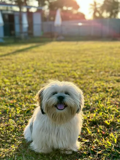 The sun setting behind this cute pup makes for a beautiful and heartwarming photo.