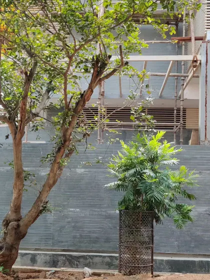 An existing tree on site is carefully preserved, with the new textured concrete wall built around it.