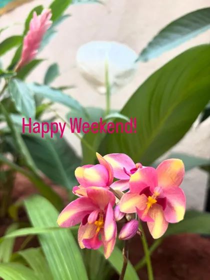 The unique pink and yellow combination of this ground orchid is so lovely. When you're a plant lover, you can't help but stop and click a picture whenever you see a flower.