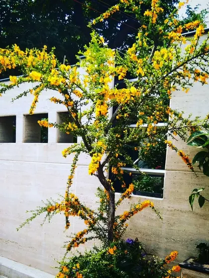 A yellow flowering Jerusalem Thorn tree planted against a modern concrete wall, providing a delicate, airy structure and bright color.