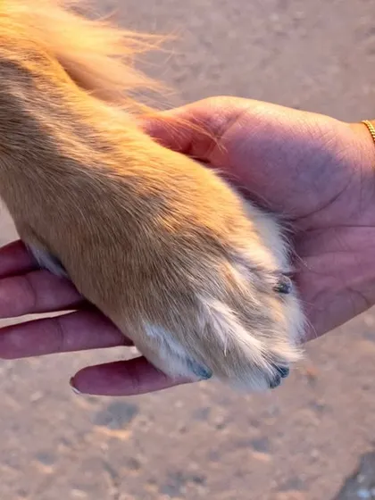 A close-up of a human hand holding a dog's paw. A simple, powerful image of the bond we share.