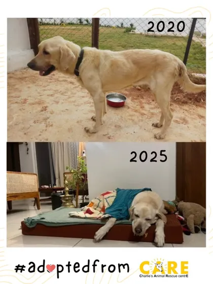 A powerful before-and-after. Buddy, found emaciated and tied to a tree in 2020, is now Rory, living a life of comfort and love in 2025. This is the power of second chances.