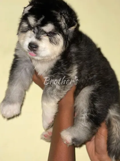 A very young male puppy, just starting to show his markings and fluffy coat. This is what my pups look like in their first few weeks.