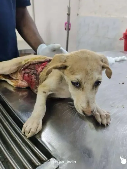 Here you can see the full extent of the puppy's injury on the operating table. Our vets worked quickly to clean the wound and begin treatment.