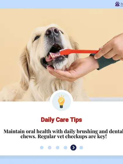 Good oral health is key to your pet's overall wellness. We recommend daily care with brushing and dental chews, along with regular vet checkups, to prevent plaque buildup and gum disease.