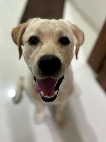 These additional photos showcase the variety of wonderful dogs I have the pleasure of caring for, each with their own unique charm and personality. From playful moments to quiet cuddles, every interaction is special.