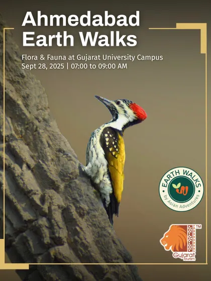 The Black-rumped Flameback, a striking woodpecker, featured on our poster for a flora and fauna walk. These walks at Gujarat University Campus showcase the variety of bird species that depend on mature trees within the city.