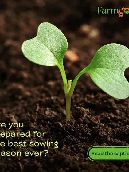 Are you prepared for the best sowing season? As the monsoon ends, the soil is perfect for planting everything from crunchy carrots to leafy greens.