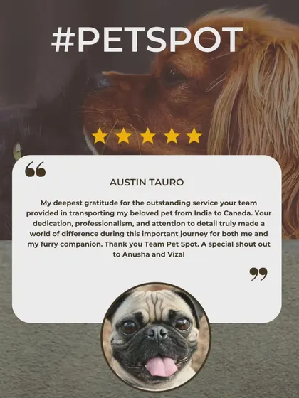 Austin Tauro's review for his pet's transport to Canada mentions my team's dedication, professionalism, and attention to detail. I'm so grateful for his special shout-out.