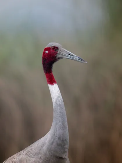 Another beautiful portrait of a Sarus Crane, focusing on the elegant shape of its head and neck.