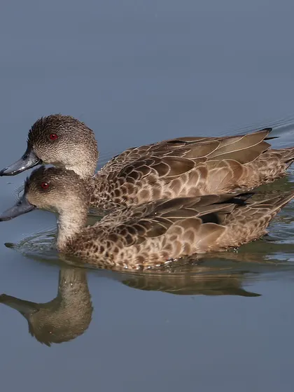 A pair of Grey Teals, a common duck species in Australia and New Zealand. Their striking red eyes and intricately patterned feathers make them a beautiful subject.
