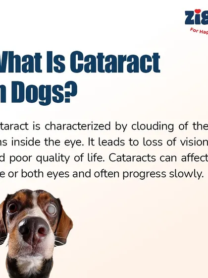 This infographic series explains cataracts in dogs, a condition characterized by the clouding of the eye's lens. Understanding the causes, symptoms, and treatments is important for every pet parent.
