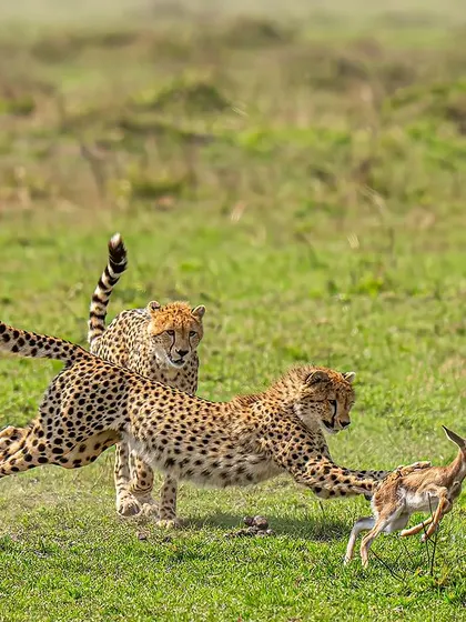 The game of survival is a constant drama in the wild. Here, two cheetahs have successfully hunted a fawn. Capturing this required not just fast gear but an expert guide to get us in the right position at the right time.