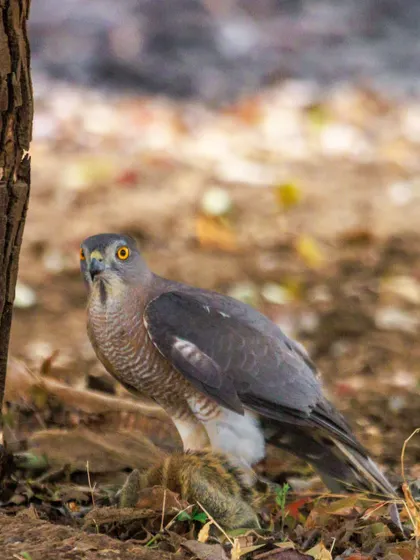 A Shikra, a small but fierce bird of prey, stands over its squirrel catch. These raptors are common in India and are bold hunters of rodents, lizards, and small birds.