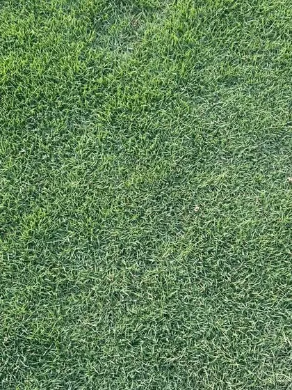 A top-down view of the dense grass carpet I provide. This is what creates that seamless, lush look in a new lawn.
