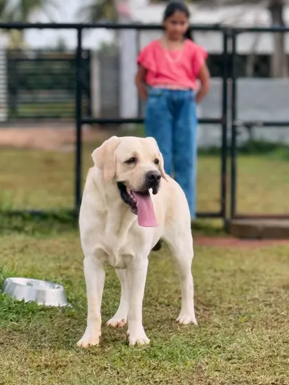 A beautiful Labrador takes a break from playing to pose for a picture.