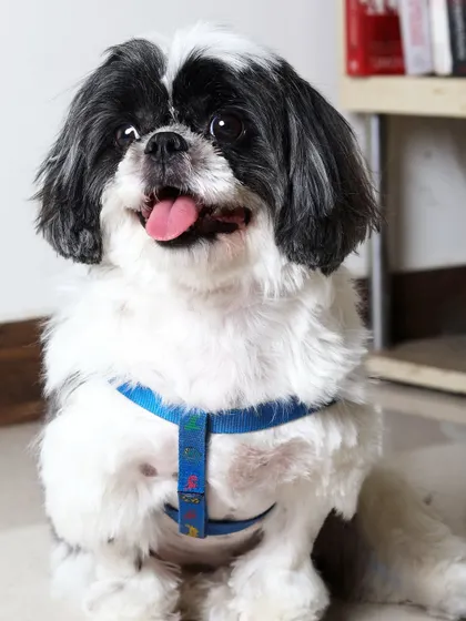 Kiki the Shih Tzu is looking bright-eyed and fluffy. A proper grooming session helps keep their long hair out of their eyes and their coat free of tangles.