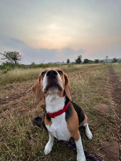 This beagle looks up with focus and curiosity during an outdoor trek. I use these moments to reinforce the bond between us, making learning a positive and engaging experience.