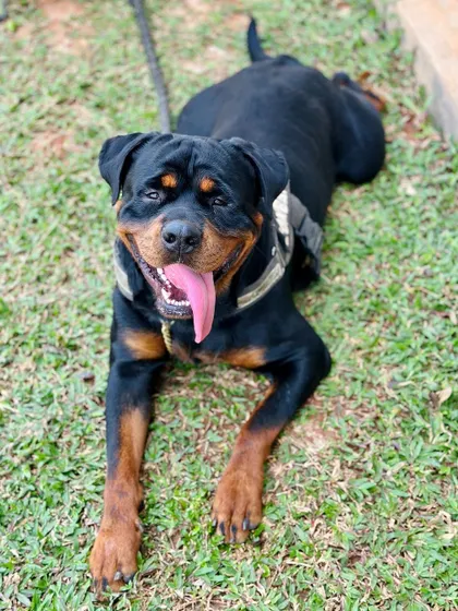 A happy Rottweiler taking a break from playing to pose for a picture.