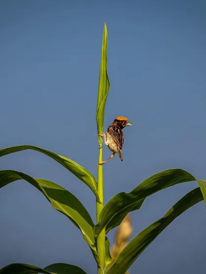 A Red-headed Bunting perches atop a corn stalk against a clear blue sky. The simple composition emphasizes the bird's small size and vibrant orange head.