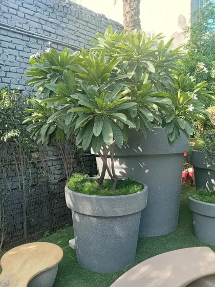 A large plumeria tree planted in an oversized grey pot. Using large-scale planters allows for the inclusion of mature trees even in paved or courtyard settings, as seen at this Ghitorni farm.