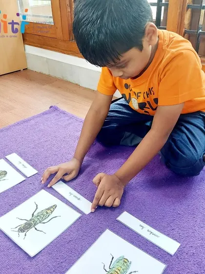 A student matches picture cards of a bee's life cycle. This activity reinforces the concepts learned during the group lesson on bees.