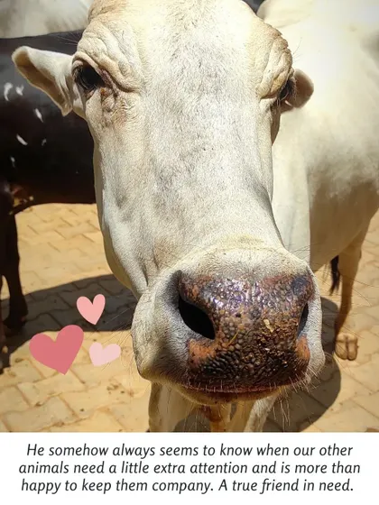 Bheema has a special sense for when other animals need a friend. He's a true companion to his fellow rescues at the LARRC.